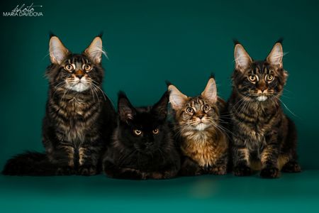 Кошенята породи Мейн-кун