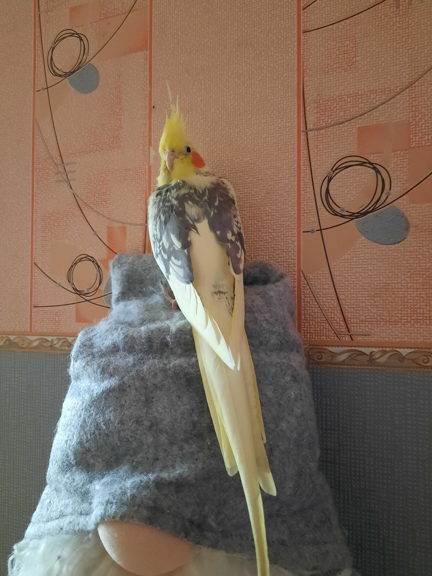Корела