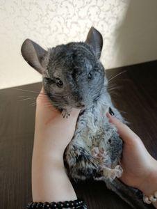 Шиншилла семья