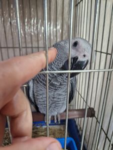 Ручные попугаи жако