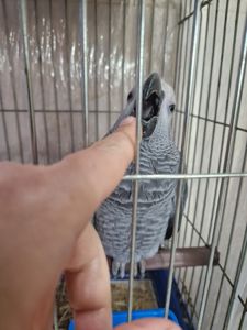 Ручные попугаи жако