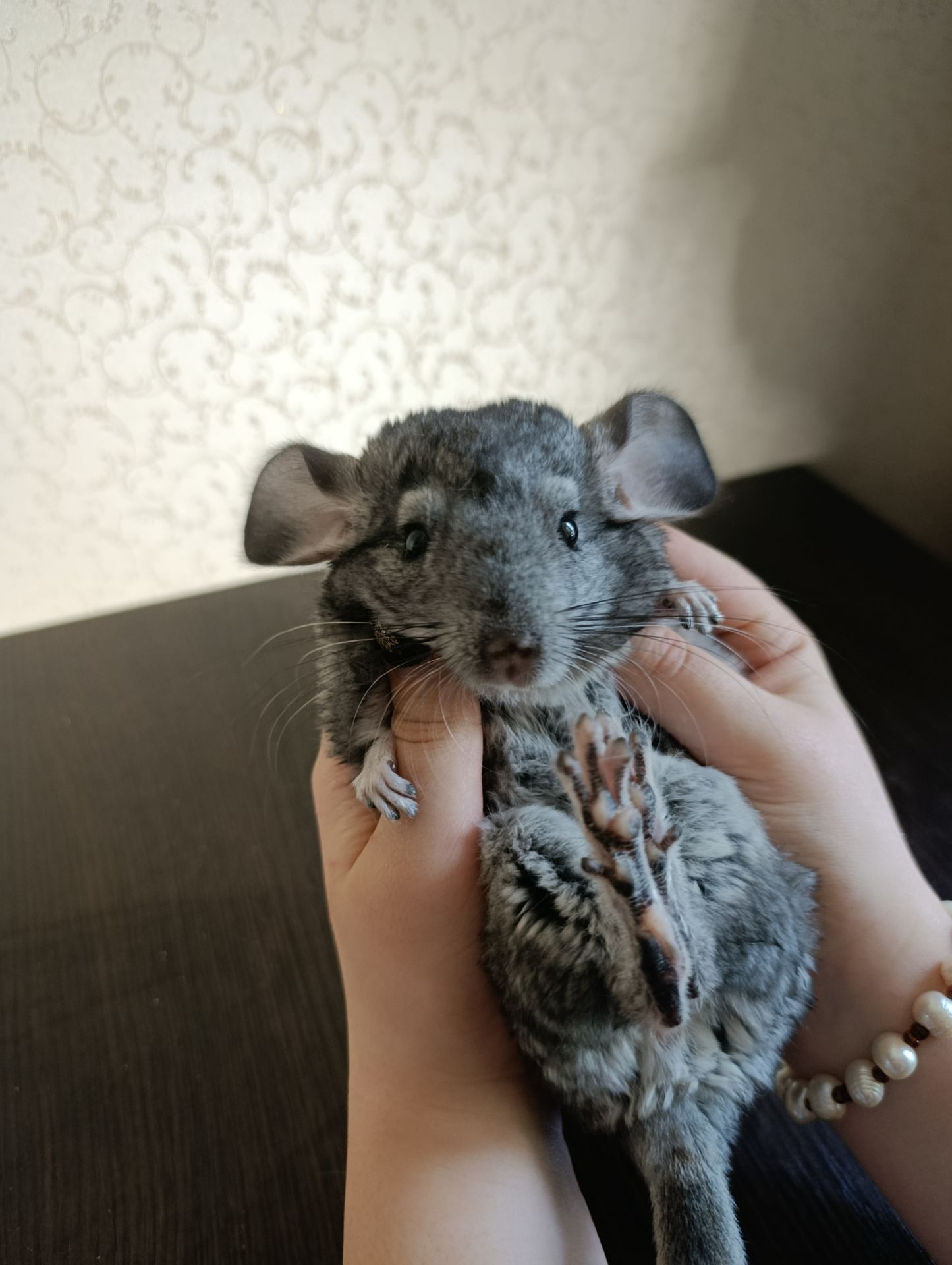 Семья шиншилл