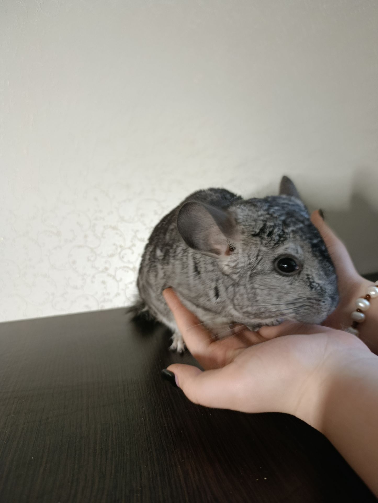 Семья шиншилл