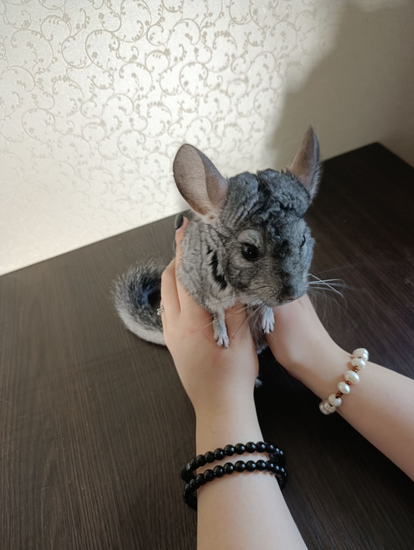 Семья шиншилл