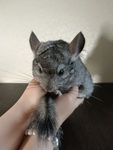 Шиншиллы ручные