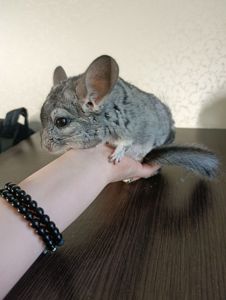 Шиншиллы ручные