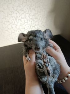 Семья шиншилл