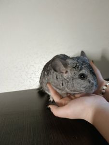 Семья шиншилл