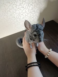 Семья шиншилл