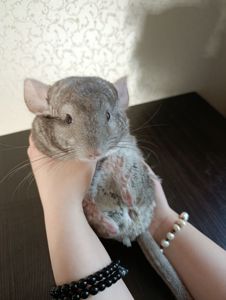 Шиншиллы ручные