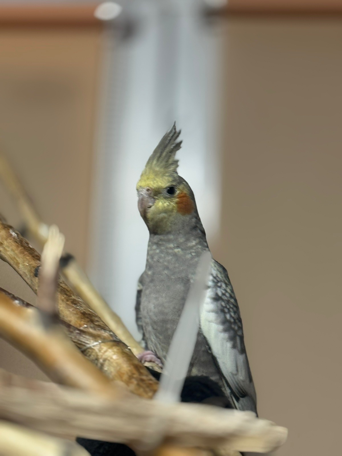 Корела самець