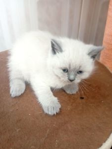 Плюшеві шотландські дівчатка та хлопчик