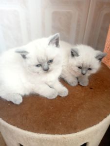 Плюшеві шотландські дівчатка та хлопчик