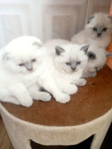 Плюшеві шотландські дівчатка та хлопчик