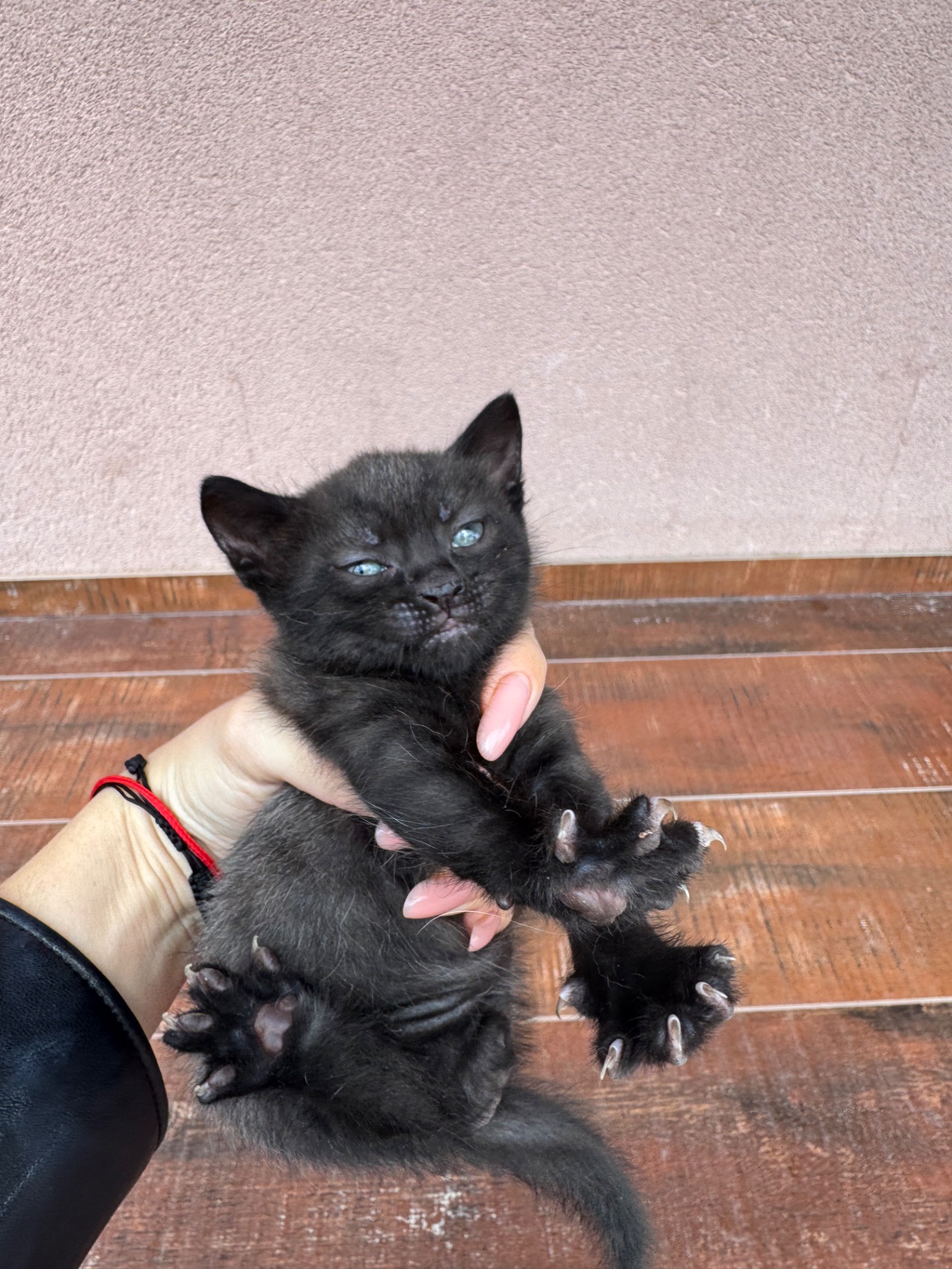 Кошенята шукають родину