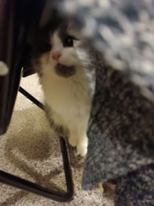 Кошка
