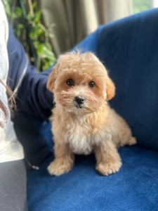 Мальтипу ф1 девочка baby face