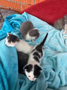Кошенята шукають родину