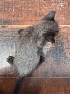 Кошенята шукають родину