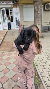 Щенки