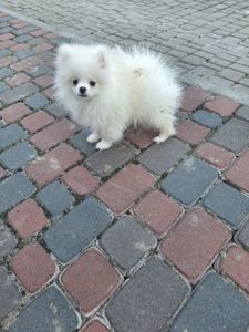 Померанский шпіц хлопчик з документами КСУ