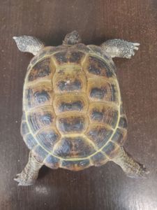 Черепаха сухопутна