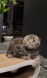 Шотландские кошеня. Хлопчик