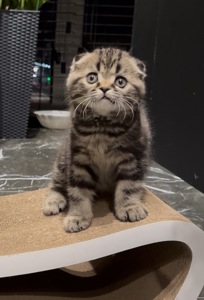 Шотландские кошеня. Хлопчик