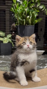 Шотландские кошеня. Хлопчик