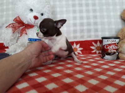 Хлопчик шоколад з білим