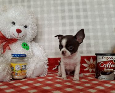 Хлопчик шоколад з білим