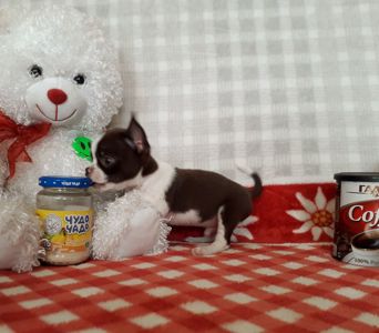 Хлопчик шоколад з білим