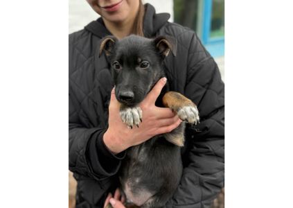 Терміново шукаємо родини для маленьких хвостиків