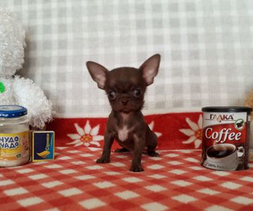 Хлопчик шоколад