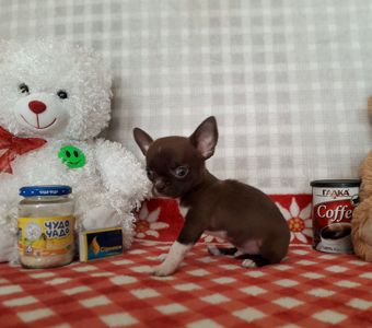 Хлопчик школадний з білим