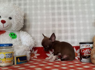 Хлопчик школадний з білим