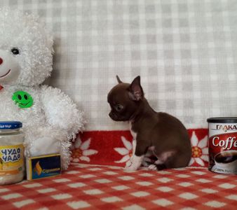 Хлопчик школадний з білим