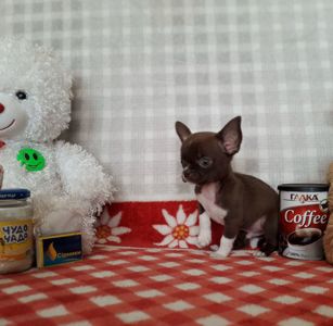 Хлопчик школадний з білим