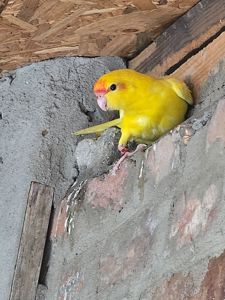 Пташеня какаріка