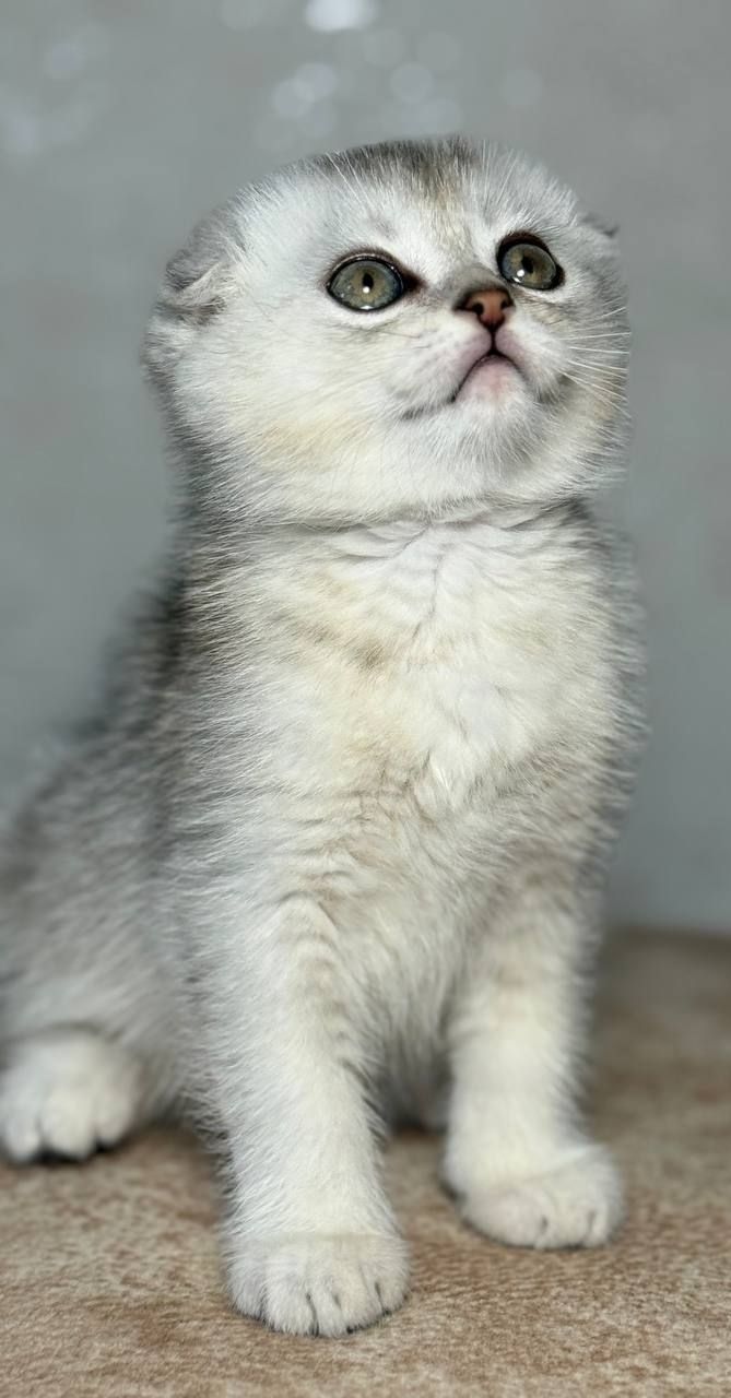 Продаж шотландський висловухий котик