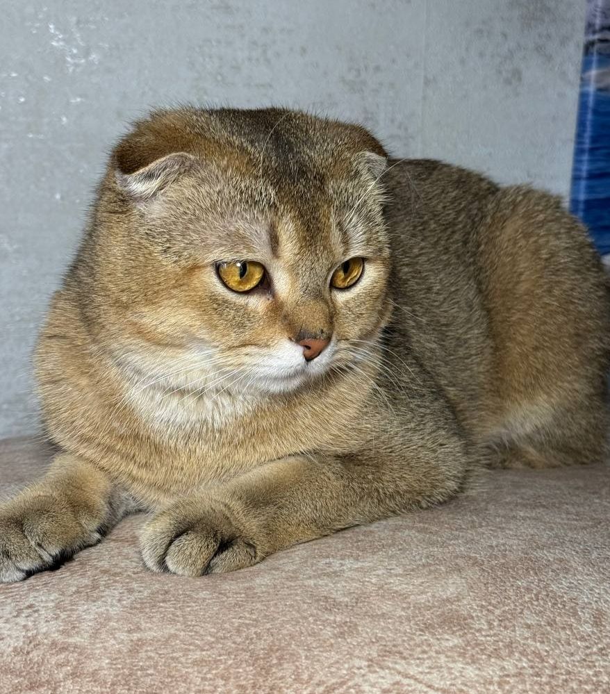Продаж шотландський висловухий котик