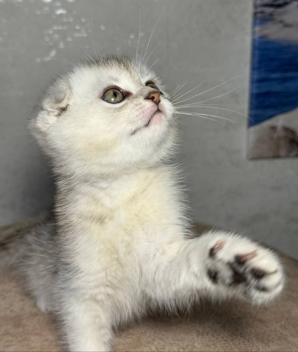 Продаж шотландський висловухий котик
