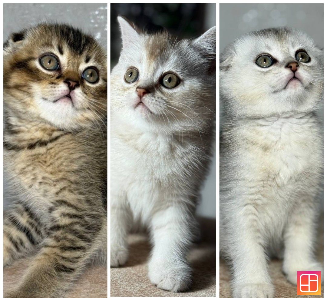 Продаж шотландський висловухий котик