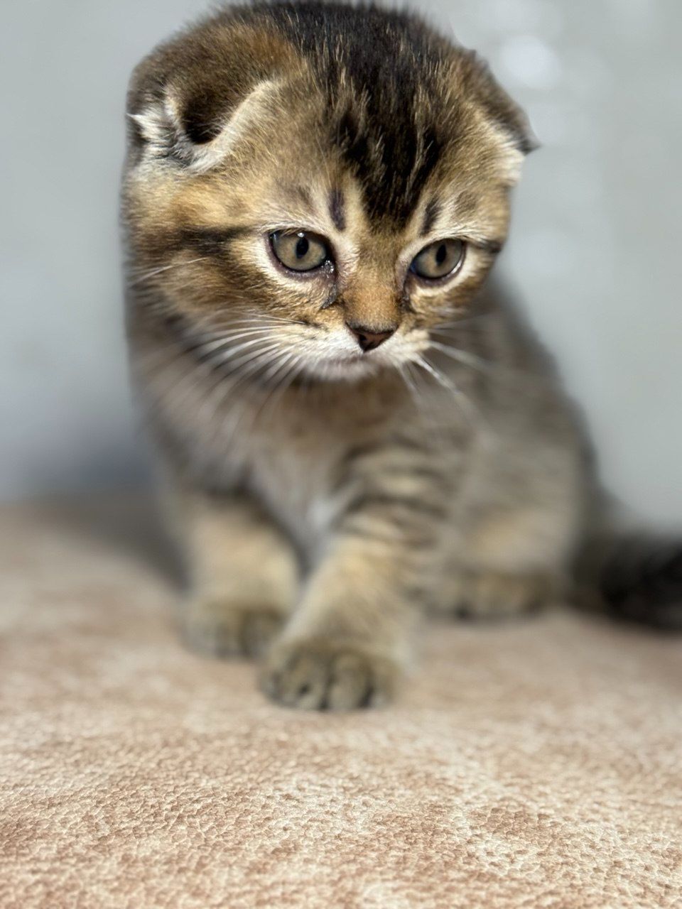 Продаж шотландський висловухий котик
