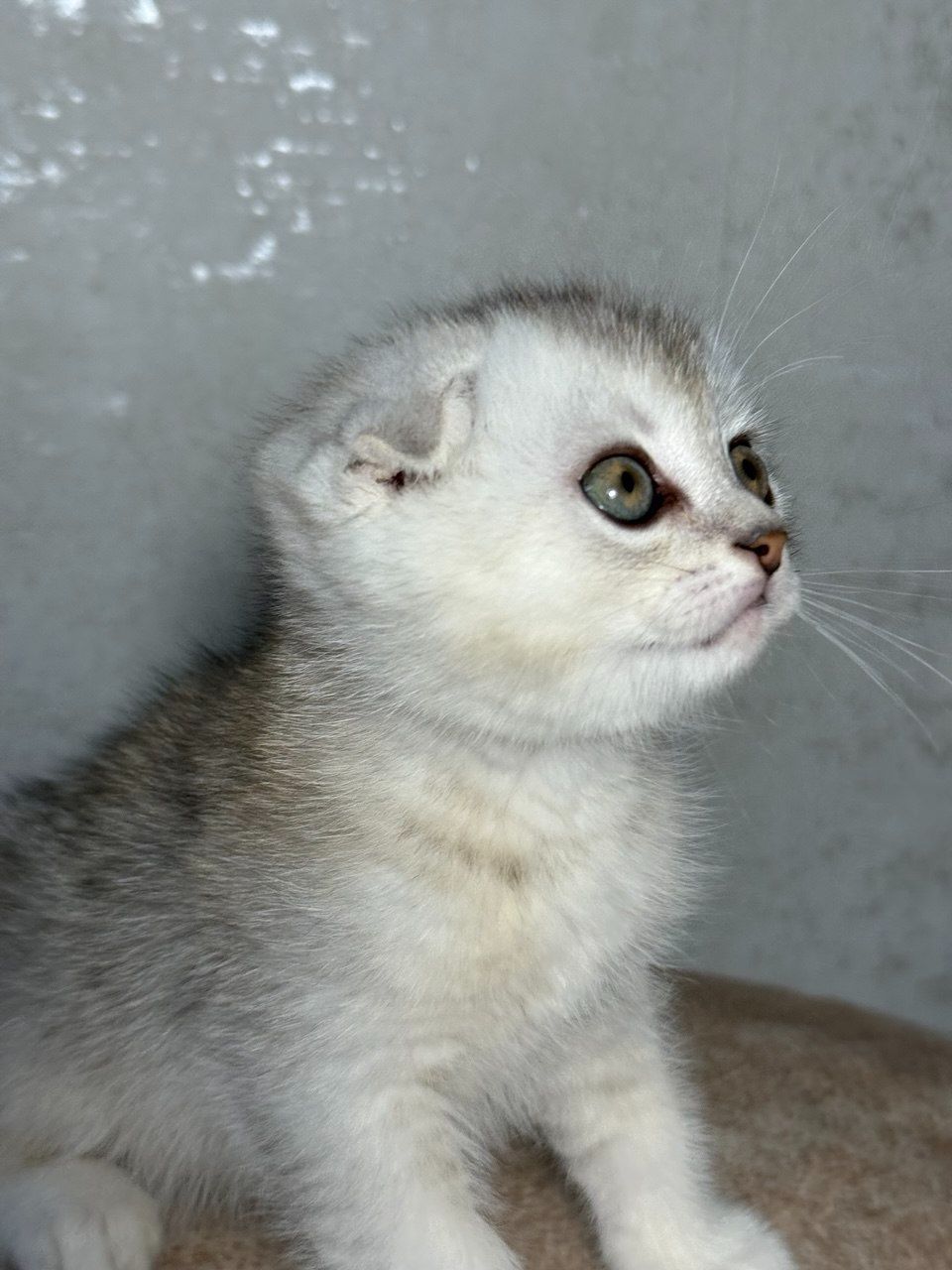 Продаж шотландський висловухий котик