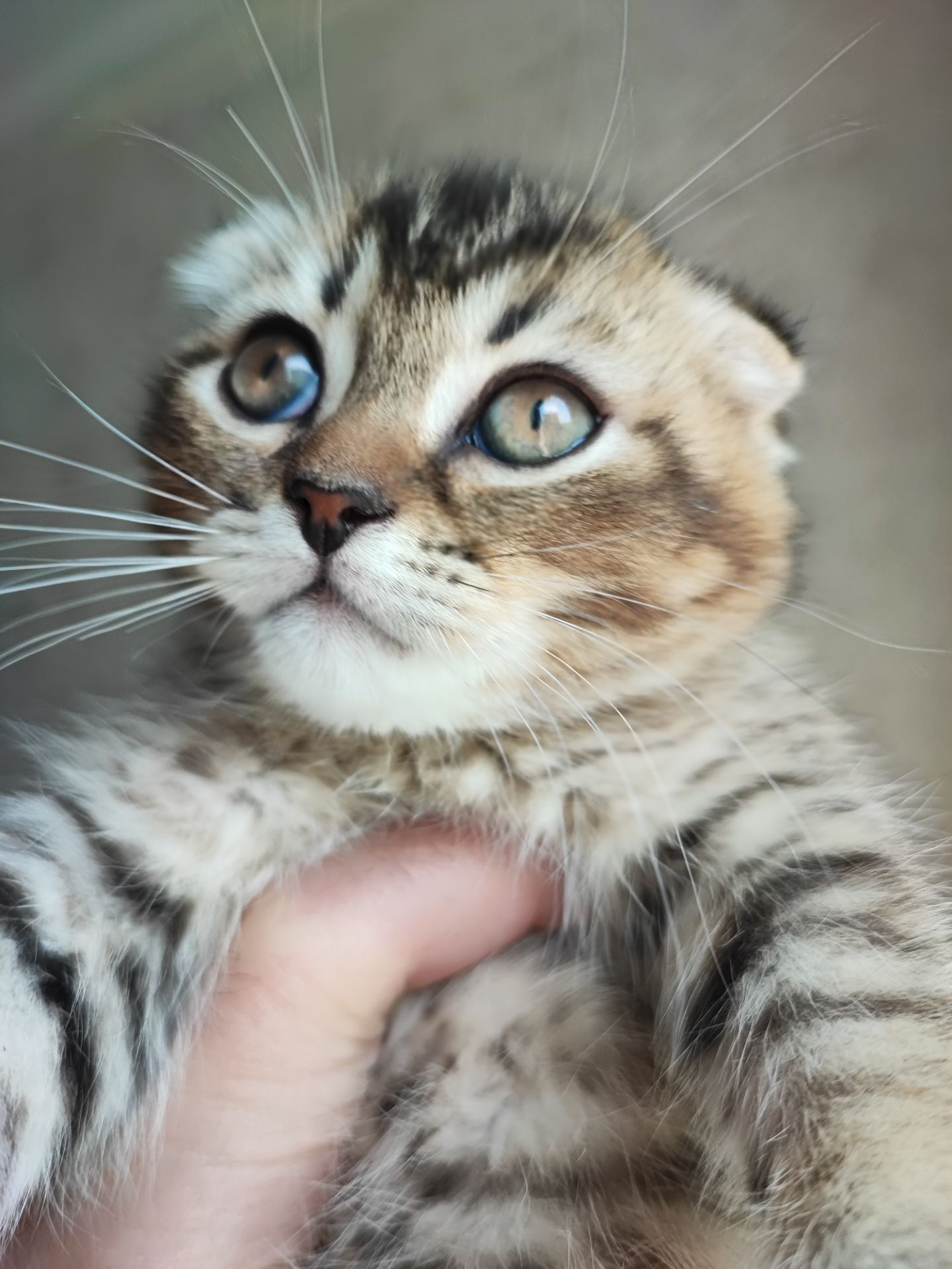 Продаж шотландський висловухий котик