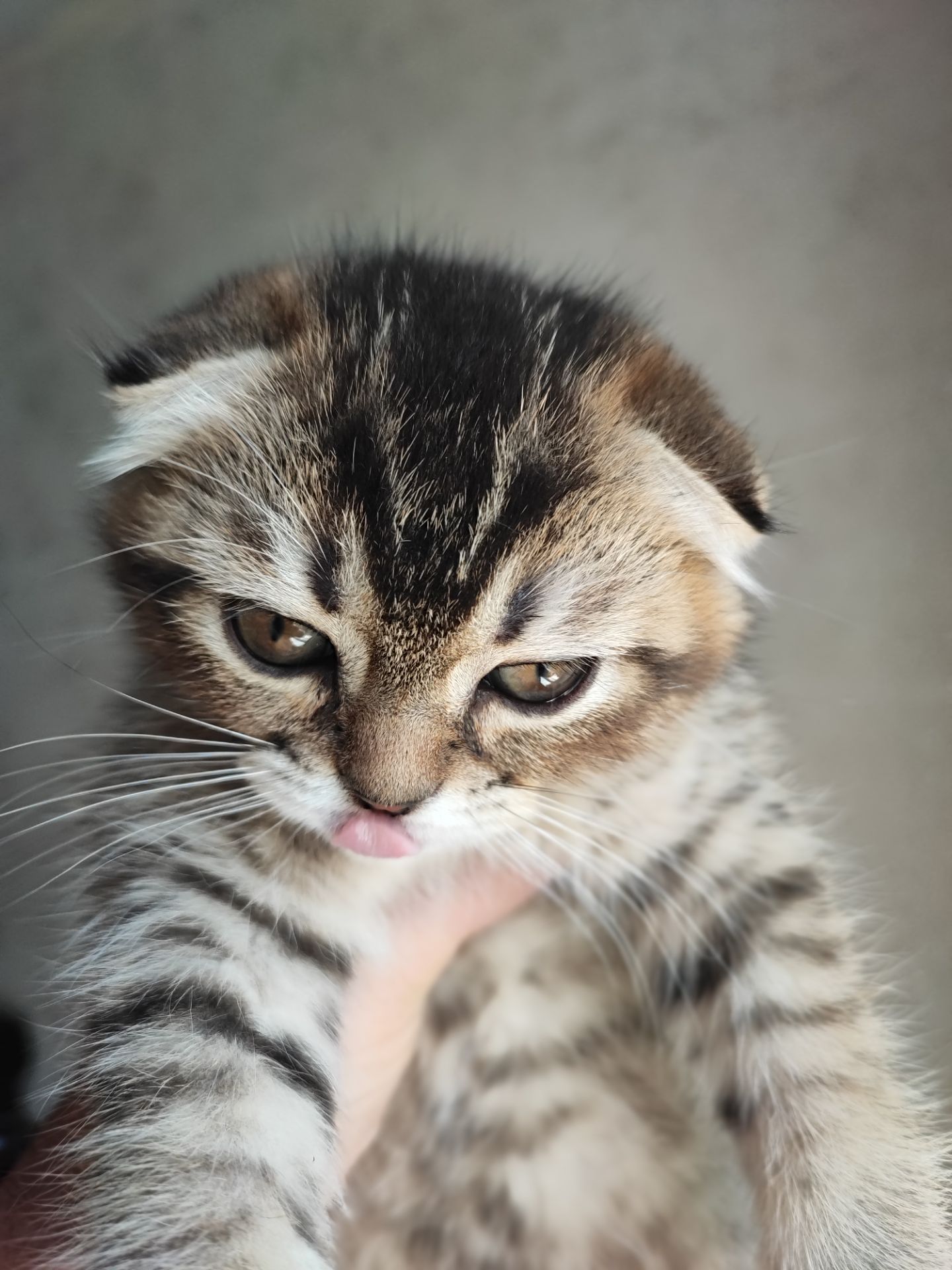 Продаж шотландський висловухий котик