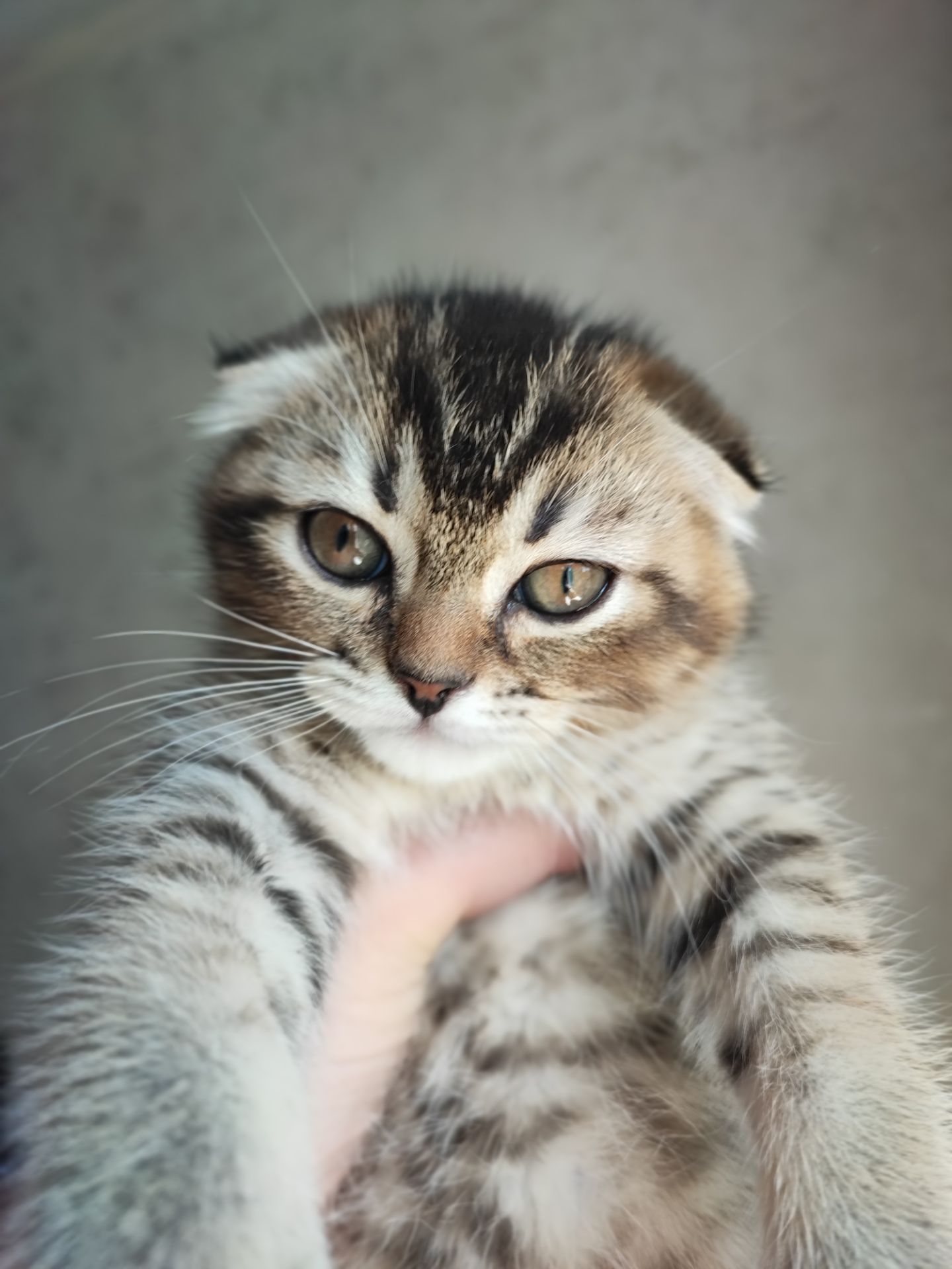 Продаж шотландський висловухий котик