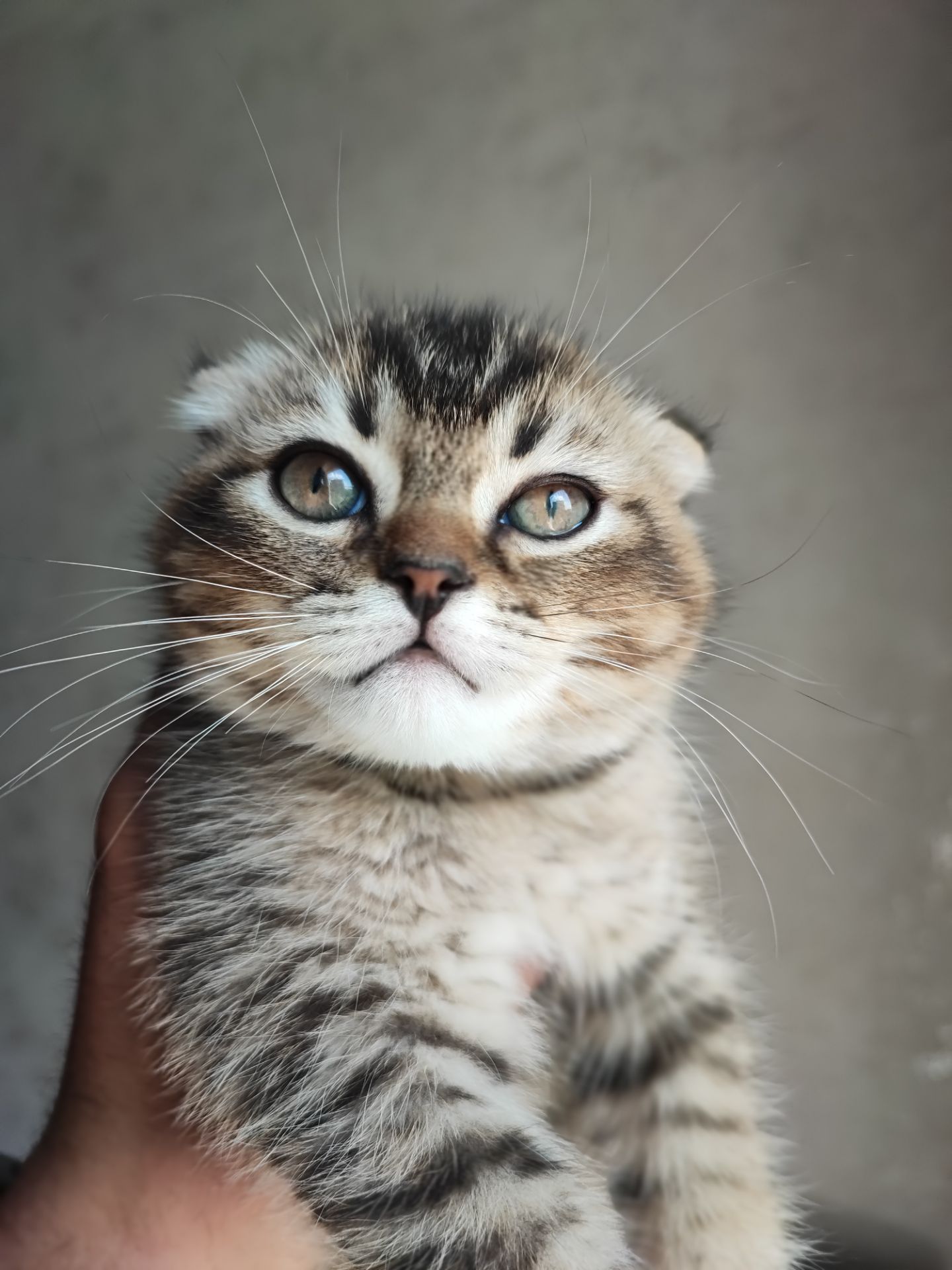 Продаж шотландський висловухий котик
