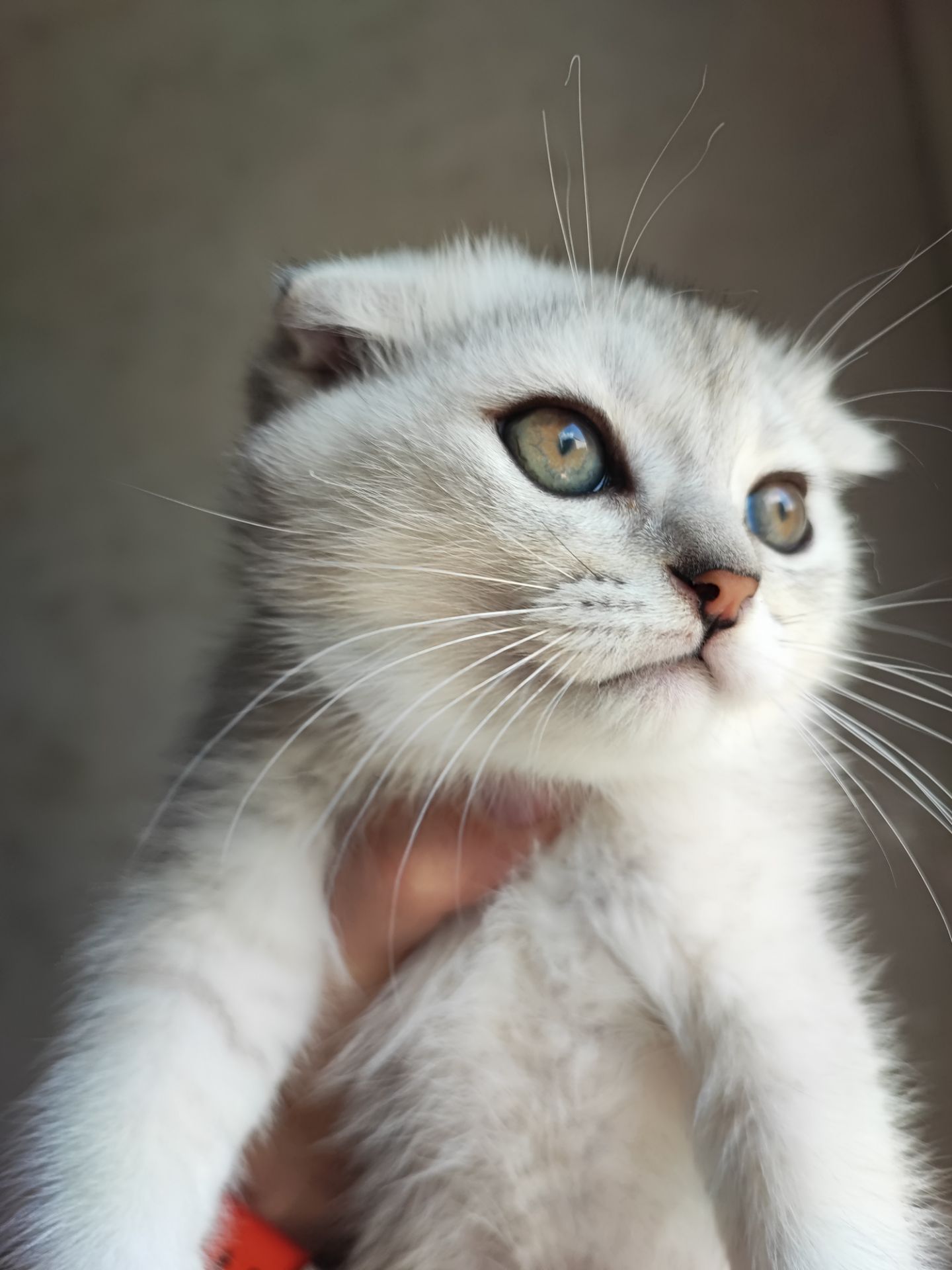 Продаж шотландський висловухий котик